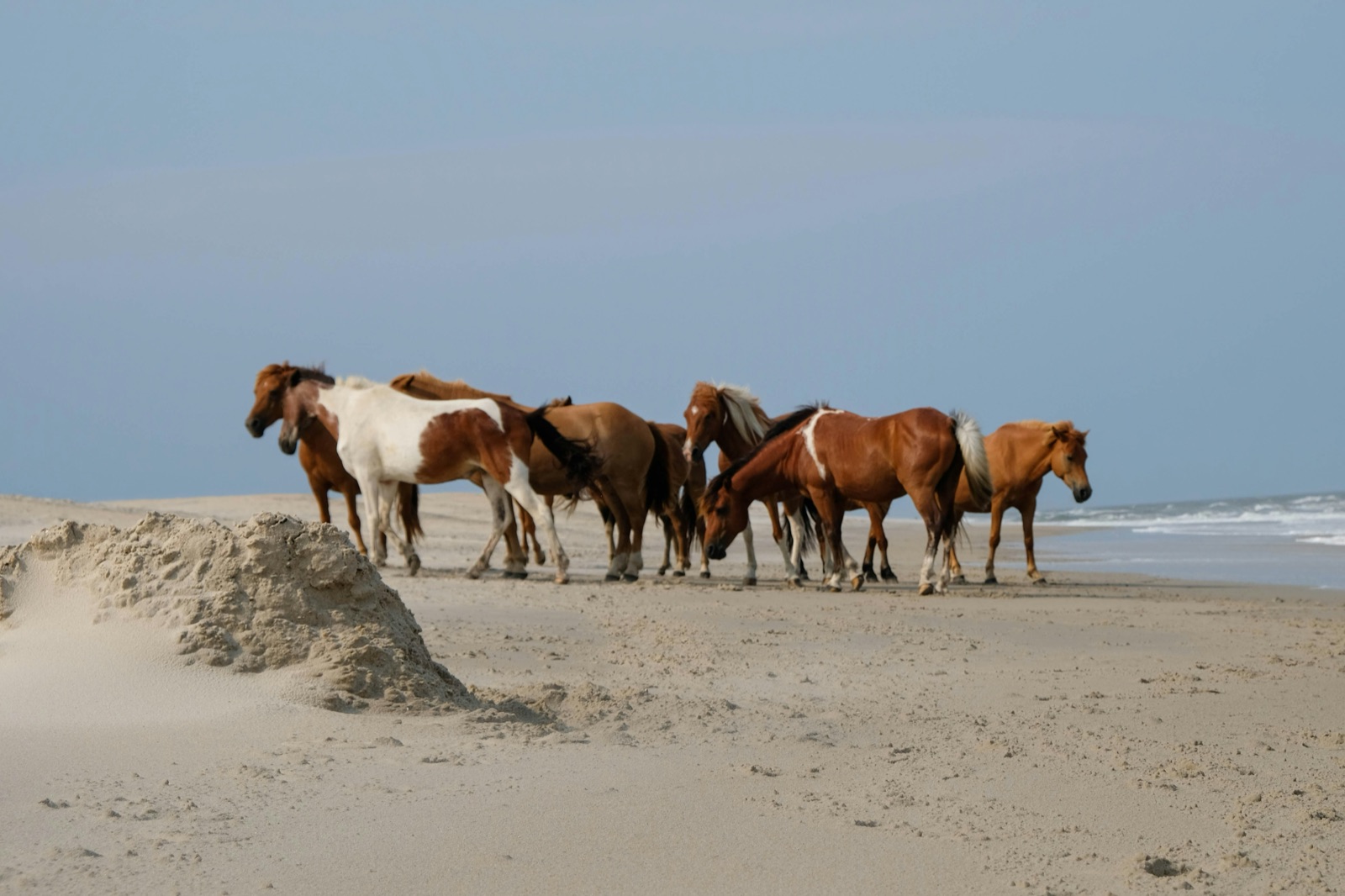 Cape Lookout Lighthouse and Wild Horses Shackleford Banks NC